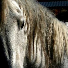 Student of the Horse